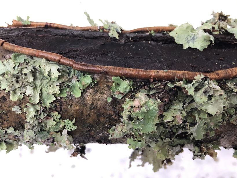 photo of lichens on a tree trunk