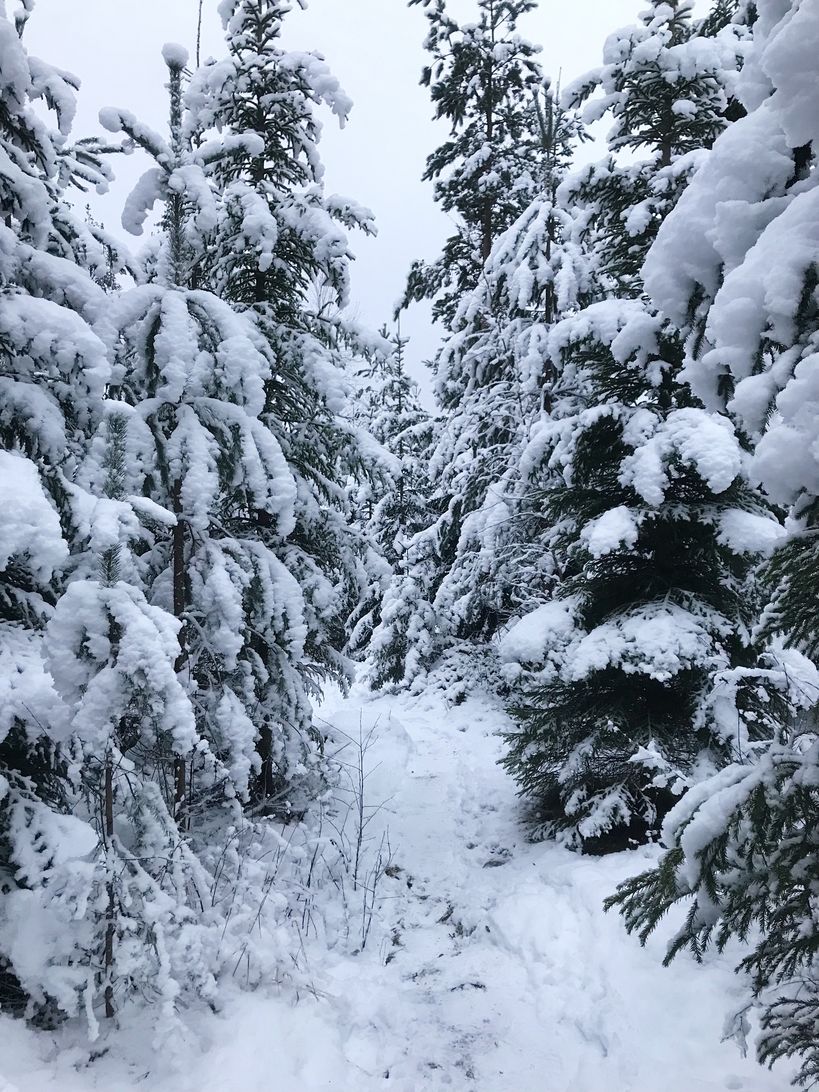 Snowy forest path