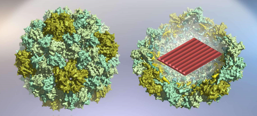 Protein-DNA origami