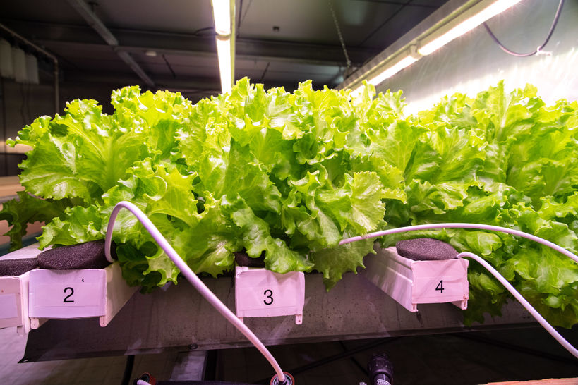 Lettuce grown with vertical farming
