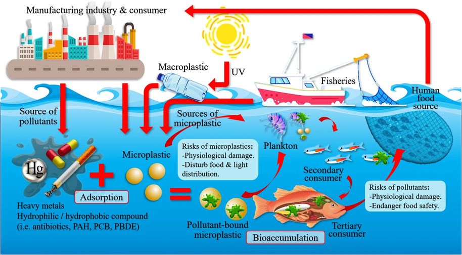 Pathways of microplastic’s negative impacts on marine biota