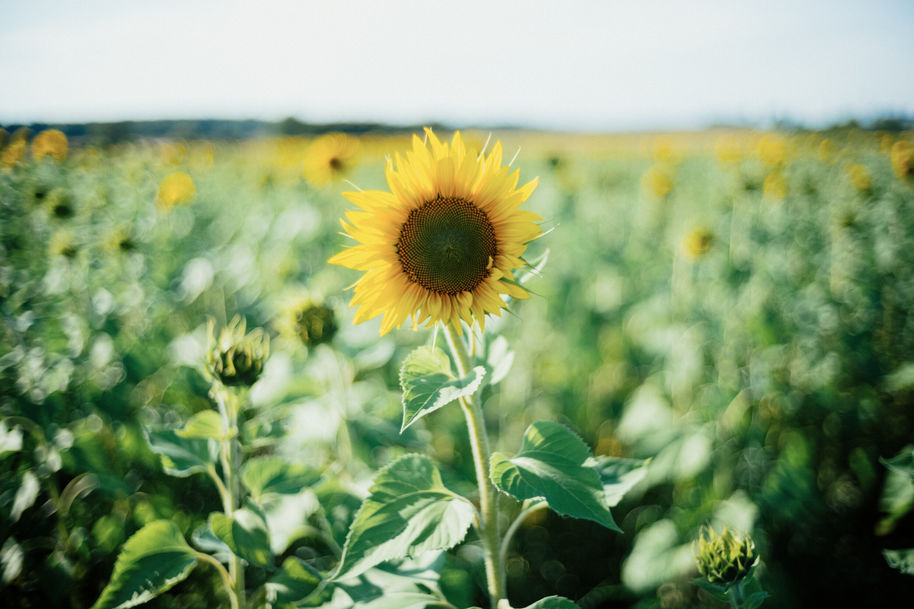 Close-up of a sunflower in a sunflower field.
