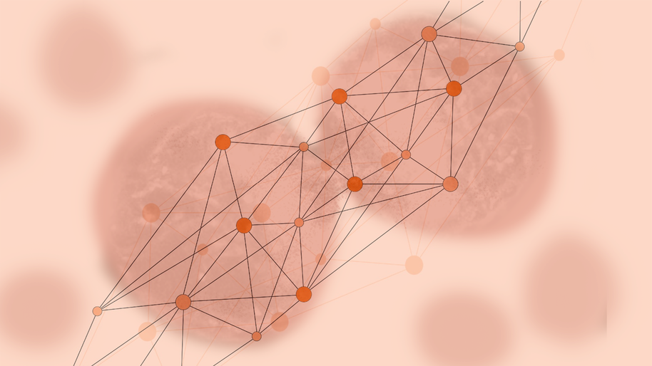 An illustration in various shades of red of cells interacting via a network of hubs and spokes. 