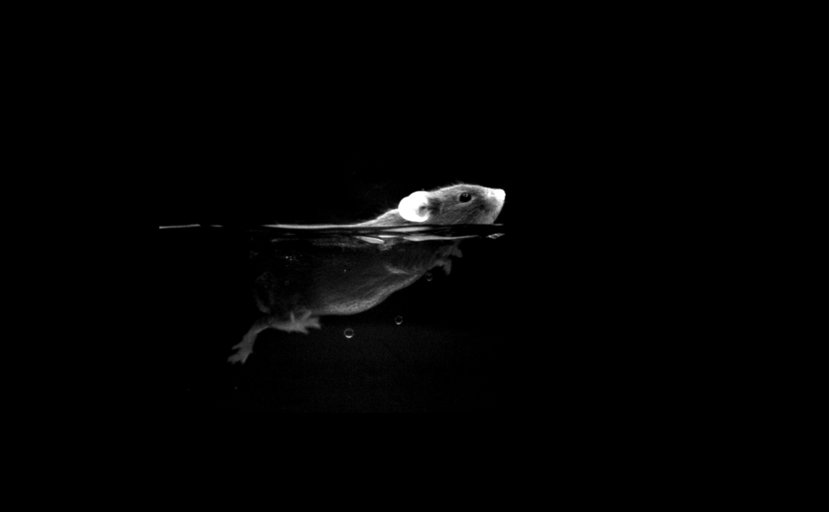 Mouse swimming taken by an infra-red camera