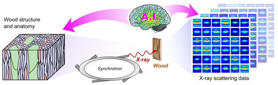 Illustration of wood structure and anatomy cube, synchrotron, x-ray of wood, x-ray scattering data brought together with an AI "brain"