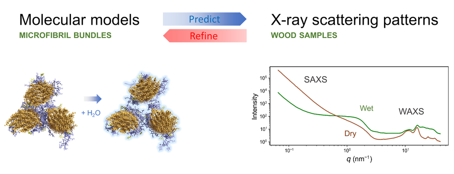 Illustration featuring Molecular models of microfibril bundles in brown and purple, to predict X-ray scattering patterns of wood samples, to refine the molecular models; line graph