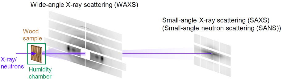 Illustration of Wide-angle X-ray scattering (WAXS): x-ray/neutrons into wood sample in a humidity chamber plus small-angle x-ray scattering (small-angle neutron scattering)