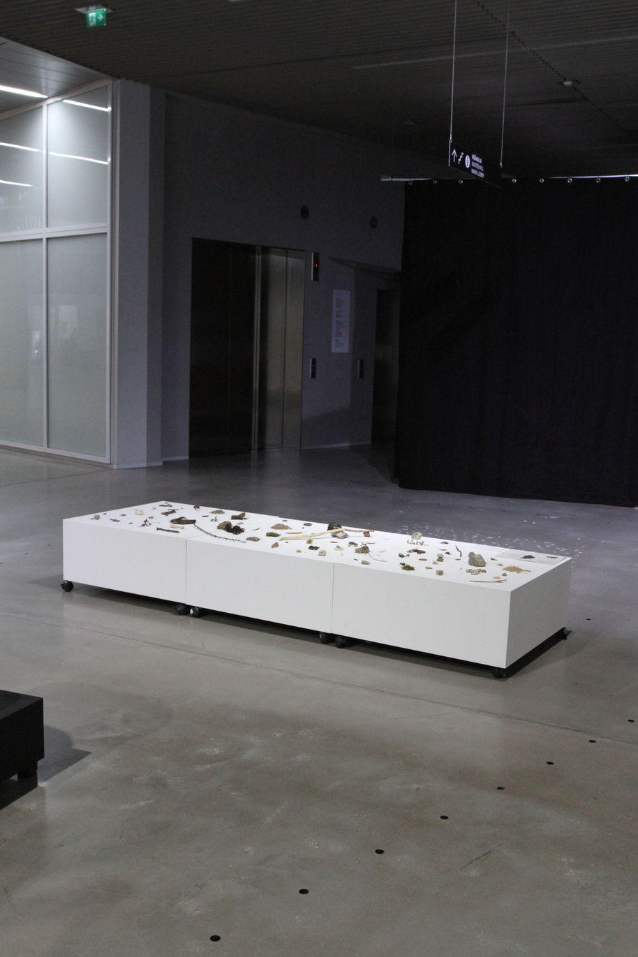 Image of an exhibition setup "Terra Cognita" where found pieces of nature are set as an installation on pedestals