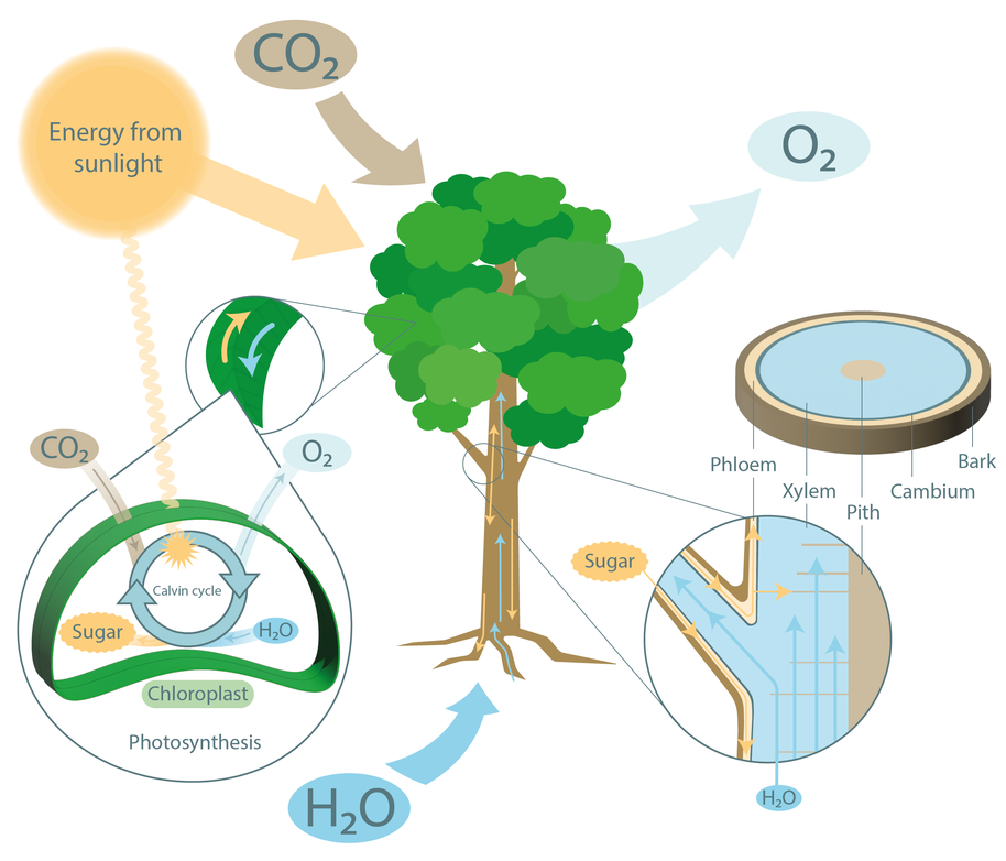 Illustration showing the transportation of CO2 from the atmosphere to the leaves, sugars going down in the phloem layer, water from the roots to the crown and oxygen back to the atmosphere.
