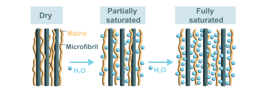 Schematic illustration of wood microfibrils in matrix that show swelling with increasing moisture within the structure from dry to partially saturated and fully saturated. 