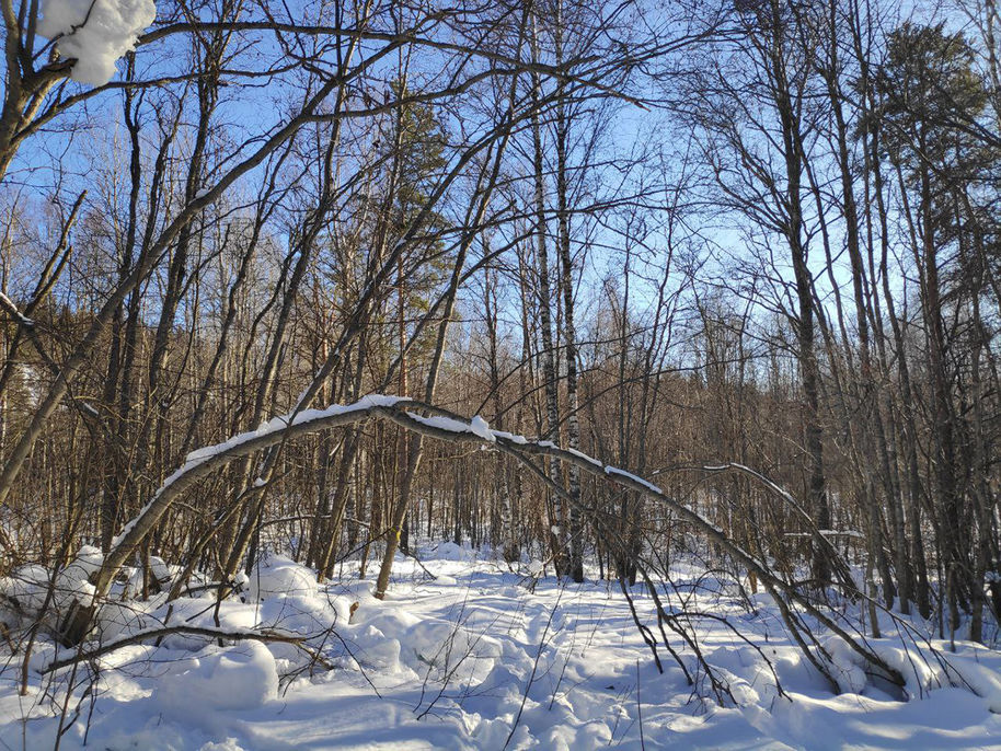 Winter scene. A tree that has bent in the shape of an arc.