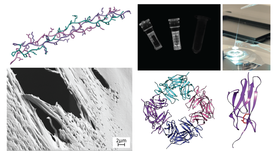 Composite image of protein 3D structures, fluorescent protein, fiber pulling, and scanning electron microscopy image of protein film