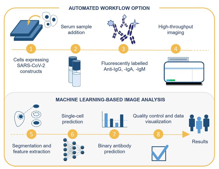 A chart of the automated workflow and image analysis to detect antibodies in patient blood samples