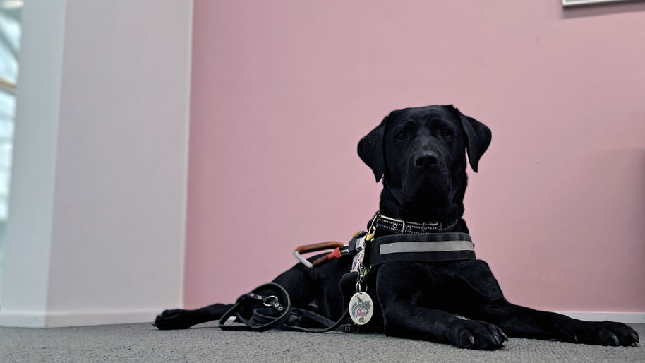 Guide dog Niksi with an official look.