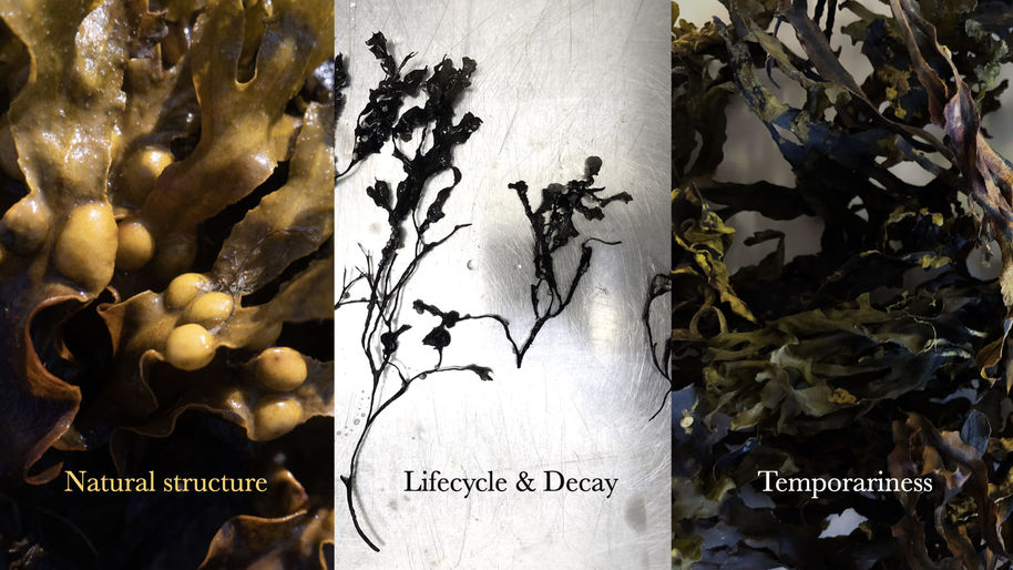 An image composed of three different algae images and accompanying text : 'Natural Structure', 'Lifecycle & Decay, 'Temporarines
