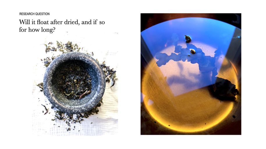 ”Will it float after dired, and if so for how long?” + algae grinded down in a pestle and mortar + image of an algae in a bowl