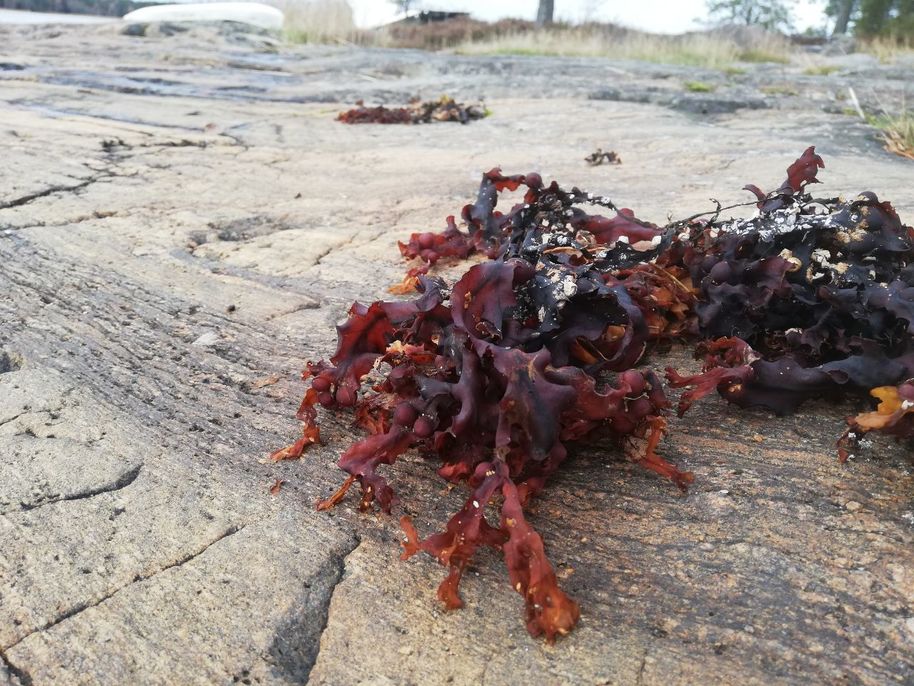 red algae on a beach