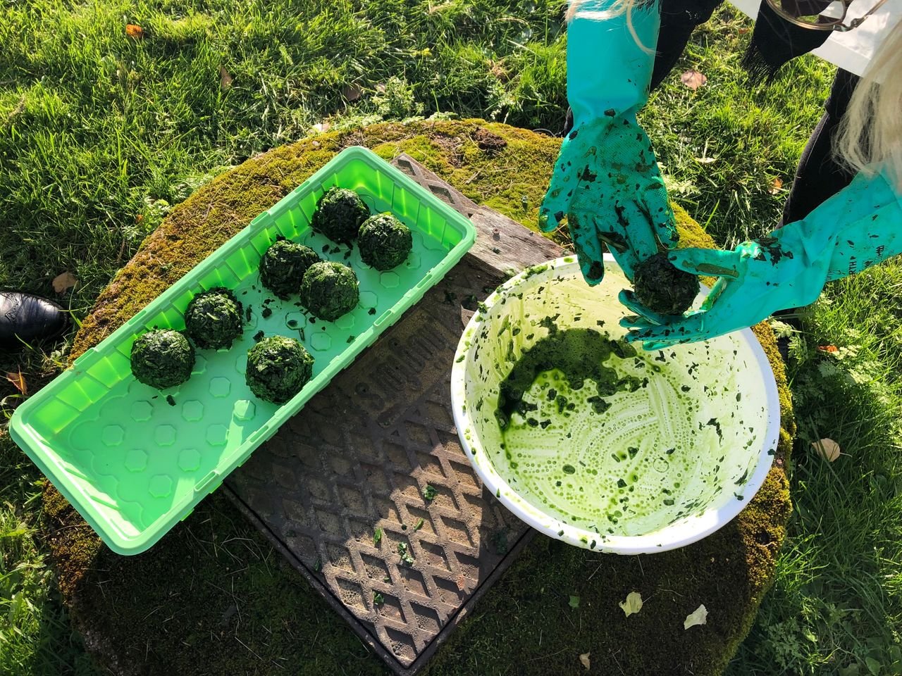 Making woad balls for dyeing. Photo: Refashioning the Renaissance project, 2019.