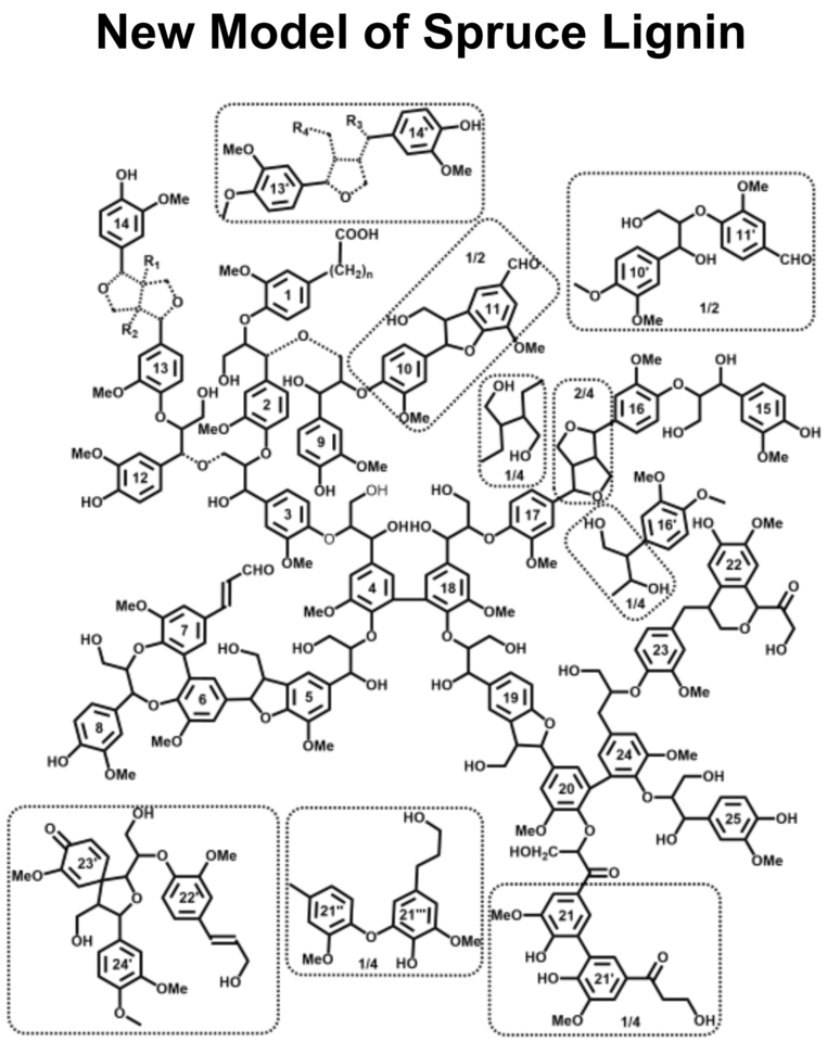 The image shows a new model of spruce lignin