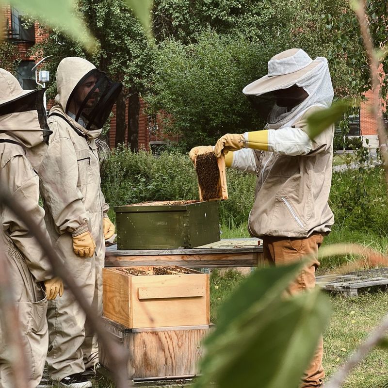 People inspecting beehives in Otaniemi. Photo: Vera Väänänen